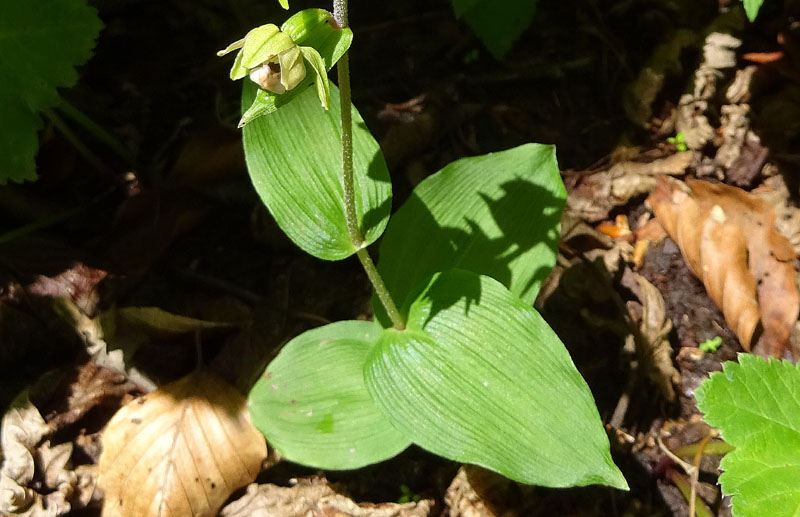 Epipactis helleborine.......da Sopramonte (TN)